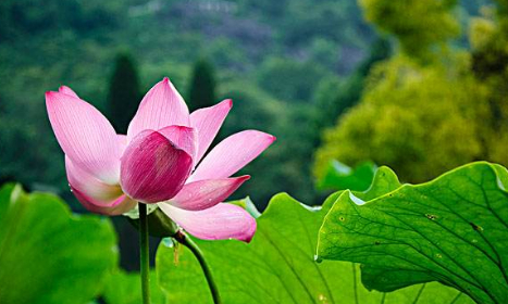 雨中观荷